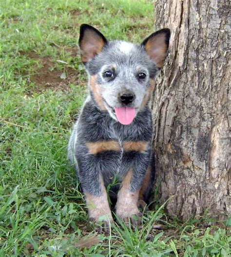 The state where this ad will be found QLD. . Cattle dog puppies for sale brisbane
